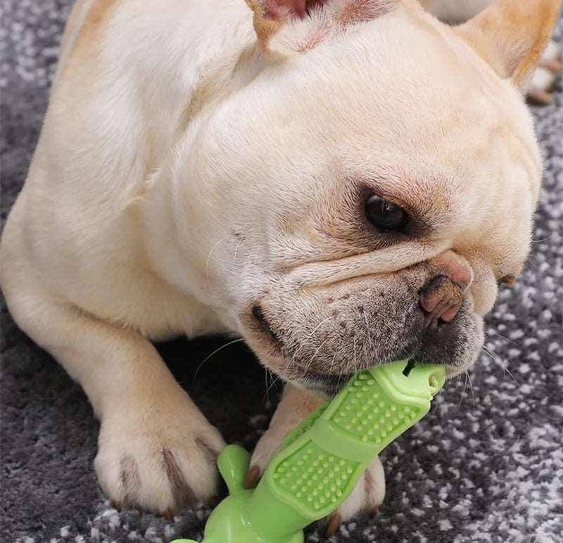 Dog Toothbrush Chew Toy - PawparedeDog Toothbrush Chew ToyMy StorePawparede14:29#Green;5:361385GreenLDog Toothbrush Chew Toy - Pawparede